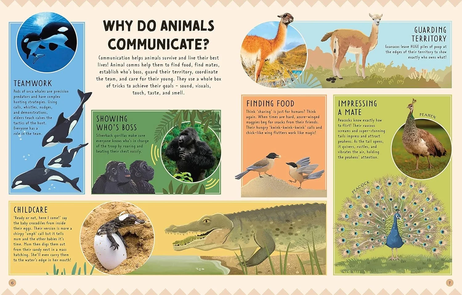 Educational infographic about animal communication, featuring sections on teamwork with orca whales, showing who’s boss with gorillas, childcare with crocodiles, finding food with magpies, guarding territory with guanacos, and impressing a mate with peacocks. Includes illustrations of animals and text explaining their behaviors.