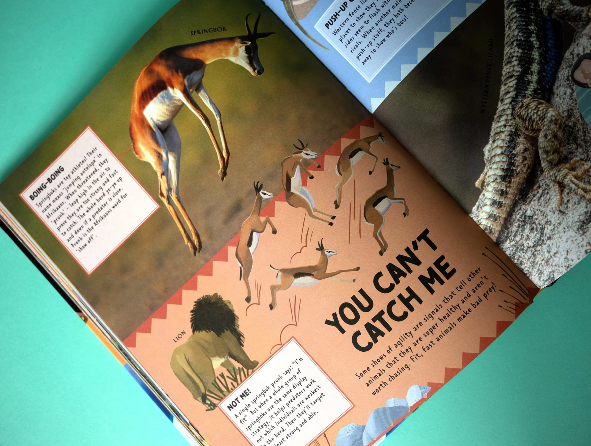 Open magazine showing illustrations of an antelope leaping and multiple gazelles, with a lion illustration at the bottom, and text about animal agility and chasing.