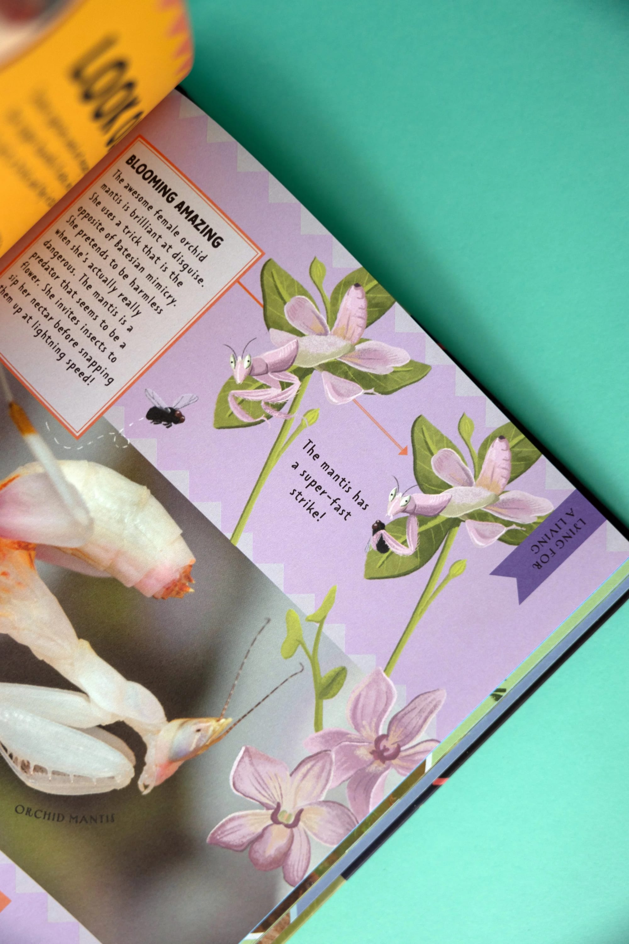 Illustration of an orchid mantis on a flower, with a close-up photograph of the orchid mantis insect nearby; the page describes the mantis as a fascinating insect that mimics orchids.