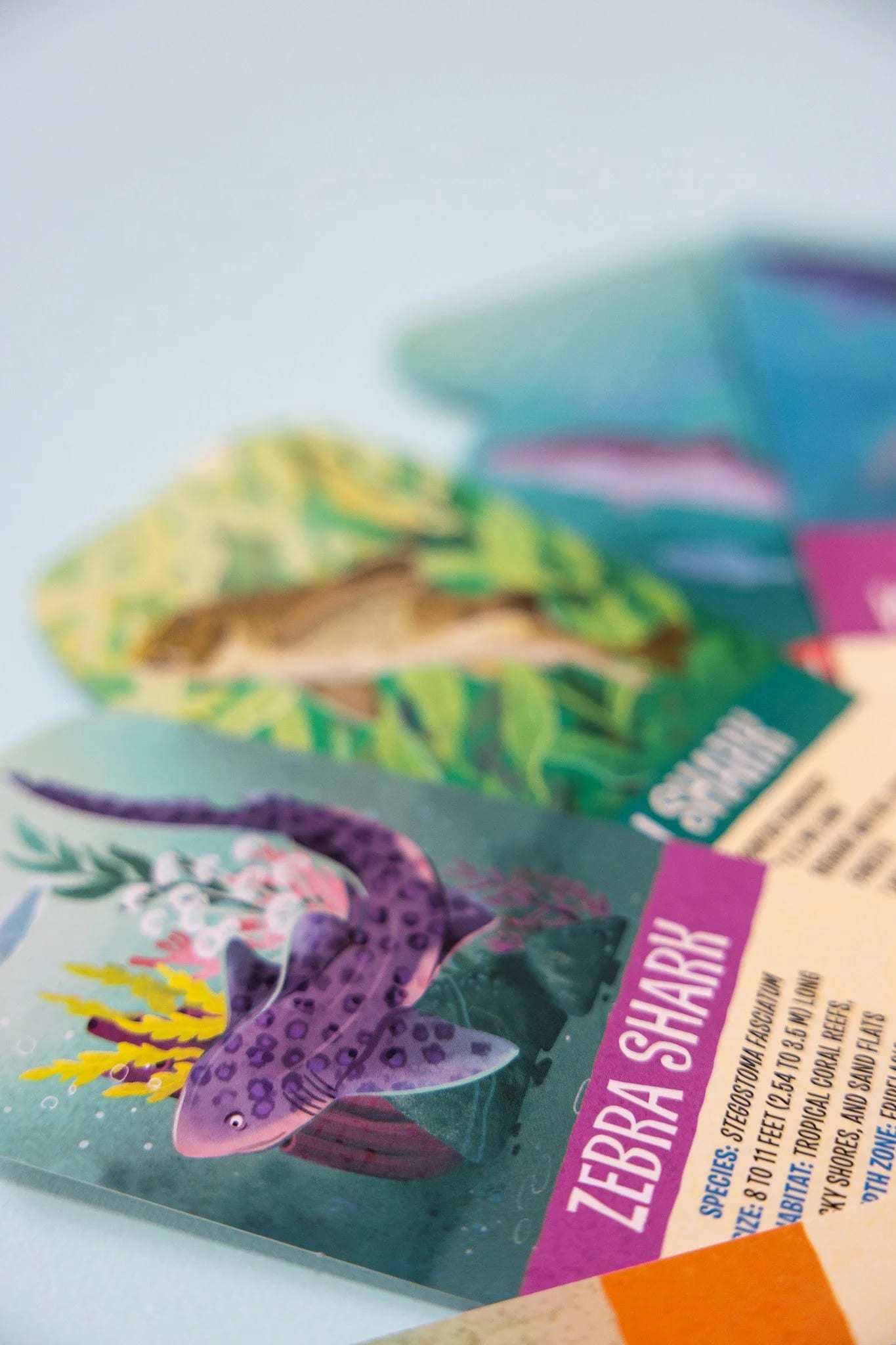 Close-up of an educational card featuring a colorful illustration of a zebra shark, with the heading 'Zebra Shark' and some descriptive text about the species.