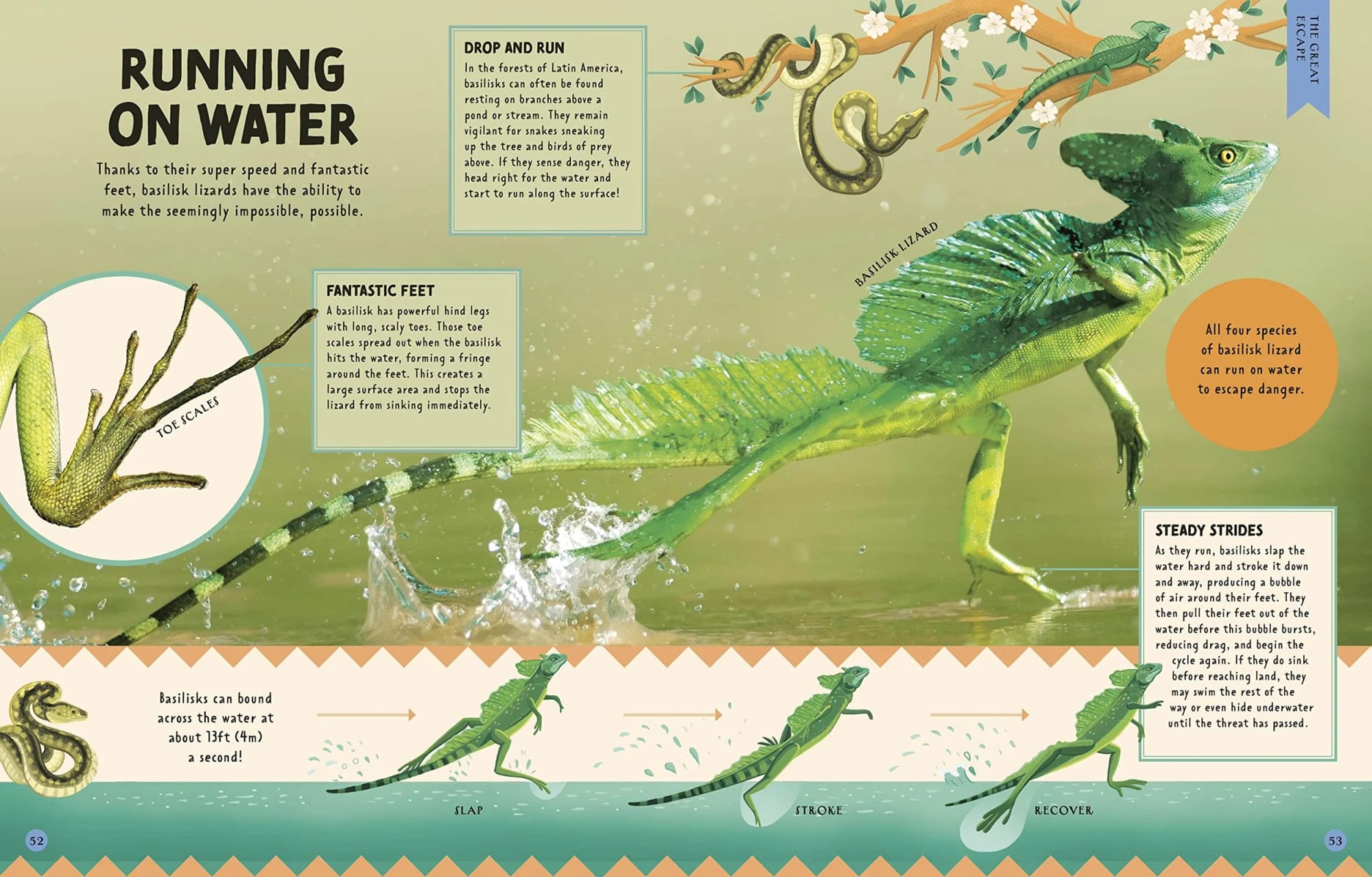 Illustration of a basilisk lizard running on water, with detailed diagrams of its toe scales, and text boxes explaining its abilities like running on water, fantastic feet, steady strides, and the speed of 13 feet per second. Also shows snakes hanging from a branch and a note that all four species of basilisk lizard can run on water to escape danger.