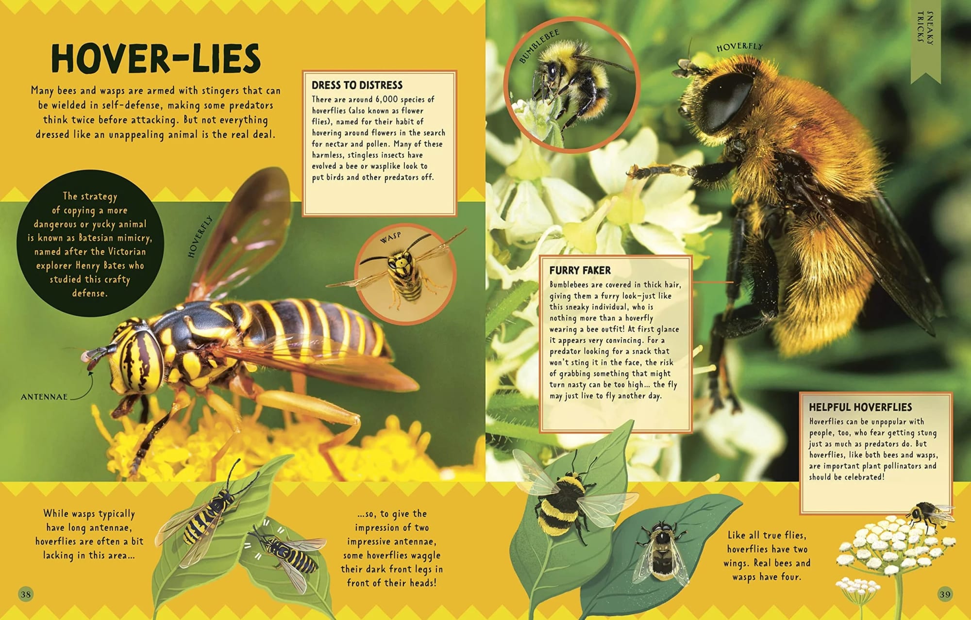 An illustration showing different insects including a bee with a fuzzy yellow and black body on a flower, a hoverfly with a long body and transparent wings, a wasp with yellow and black stripes and long legs, and a bumblebee with thick, furry yellow and black body. The image includes labels pointing to each insect and additional text boxes describing their characteristics and behaviors.