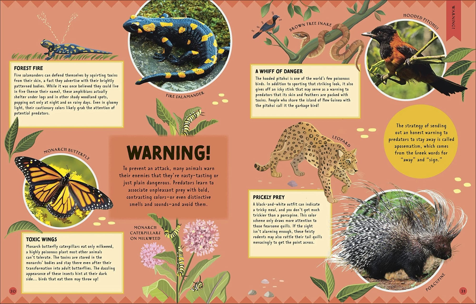 Illustrated page from a wildlife guide with pictures and descriptions of animals including a fire salamander, a bird, a snake, a butterfly, a porcupine, a leopard, and a caterpillar on milkweed. The page includes warning tips for animals such as the fire salamander, a bird, a snake, a butterfly, and a porcupine.