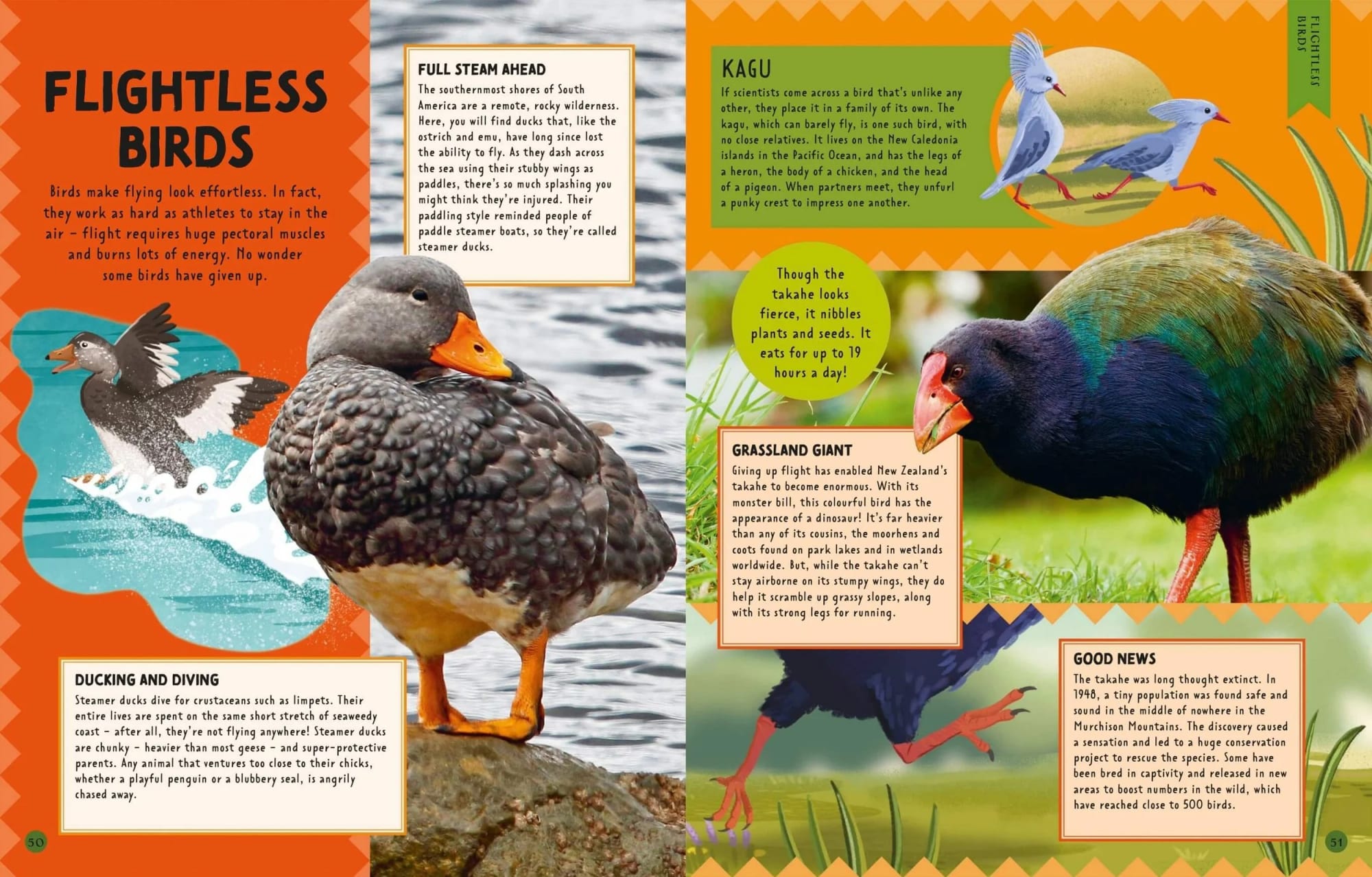 Colorful illustrated birds and a photograph of a real bird on a nature-inspired background, featuring sections of informational text about different bird species, including a duck, a kakapo, a takahē, and a trogon.