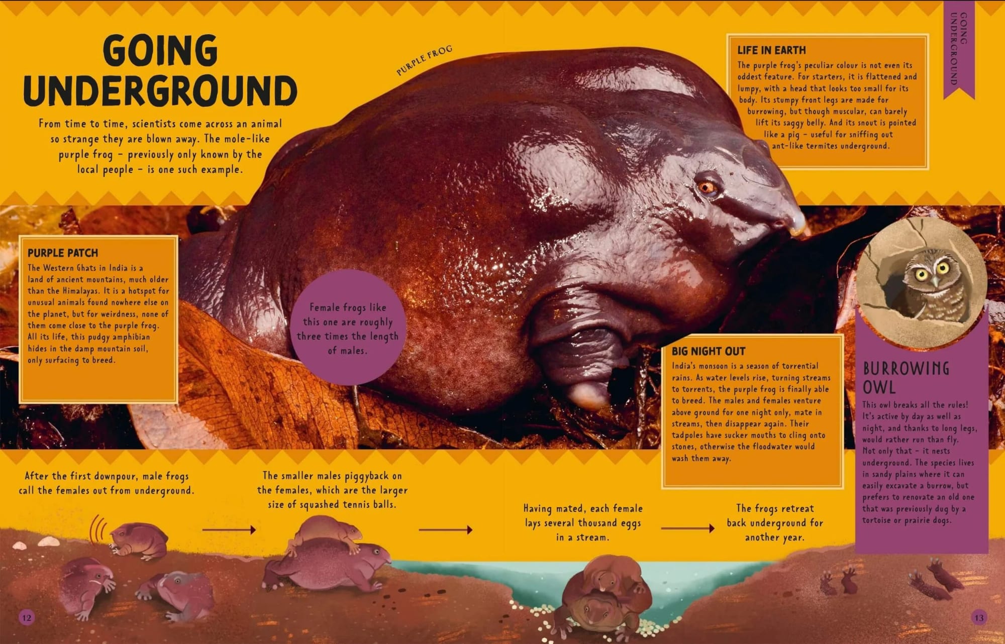 An illustrated infographic about purple frogs showing a large purple frog, smaller frogs, and an owl. The infographic includes sections explaining the frog's underground habitat, mating process, and characteristics, with text boxes and labels.