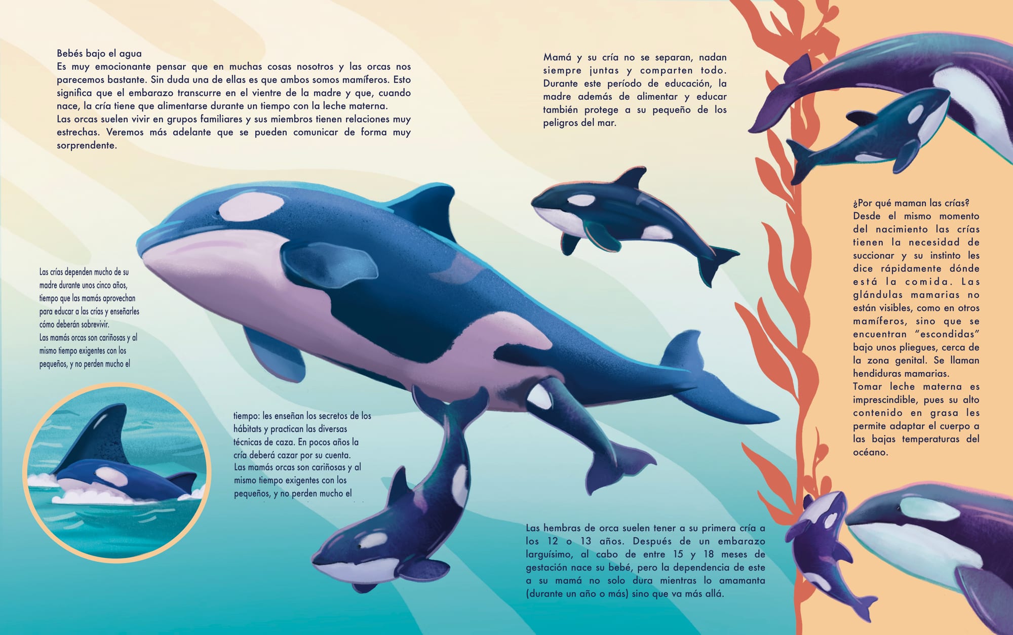 Babies underwater spread, orca mother and calf swimming together.