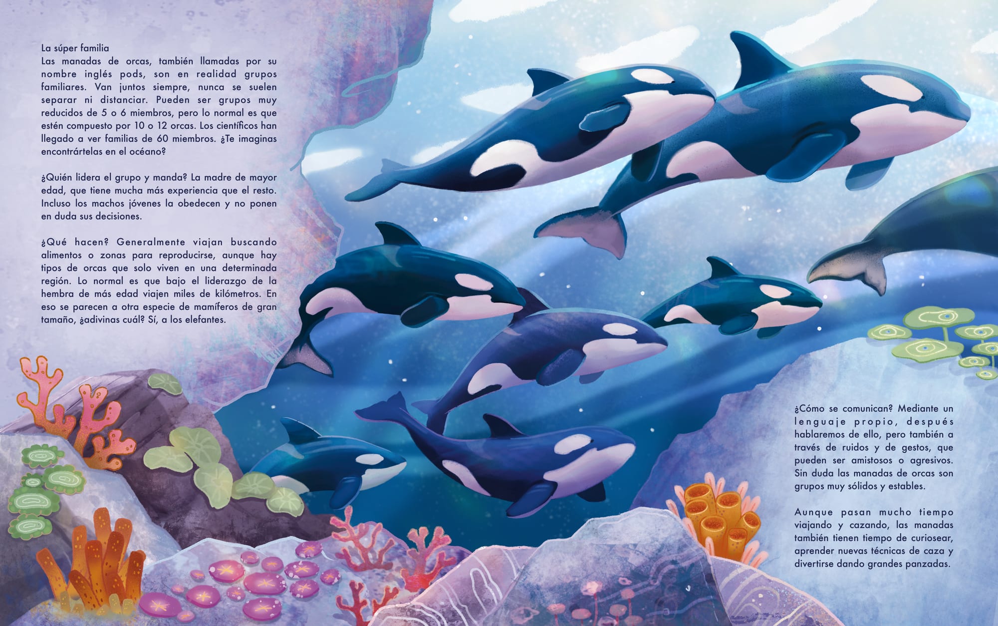 Orca family pod swimming together, La súper familia spread.
