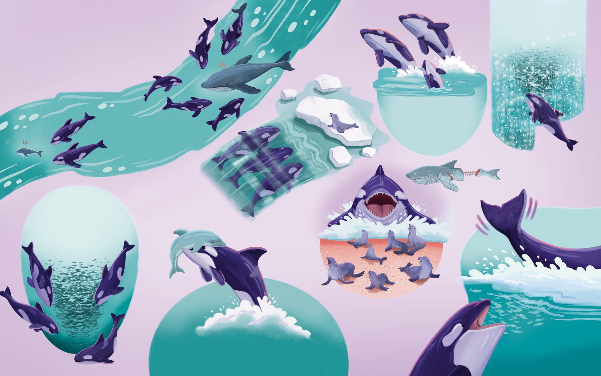 Orcas hero spread, various scenes of killer whales swimming, breaching and hunting
