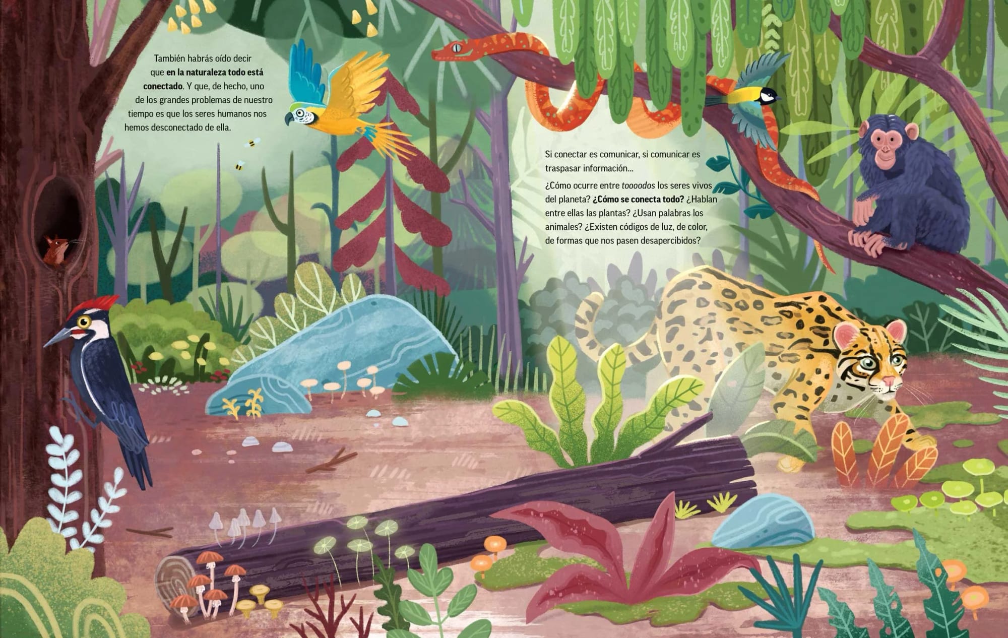 Illustration of a jungle scene with various animals and plants: a monkey on a branch, a snake, a toucan, a woodpecker, a small brown animal near a hole in a tree, a jaguar walking on the ground, colorful fungi, large leaves, rocks, and tall trees.