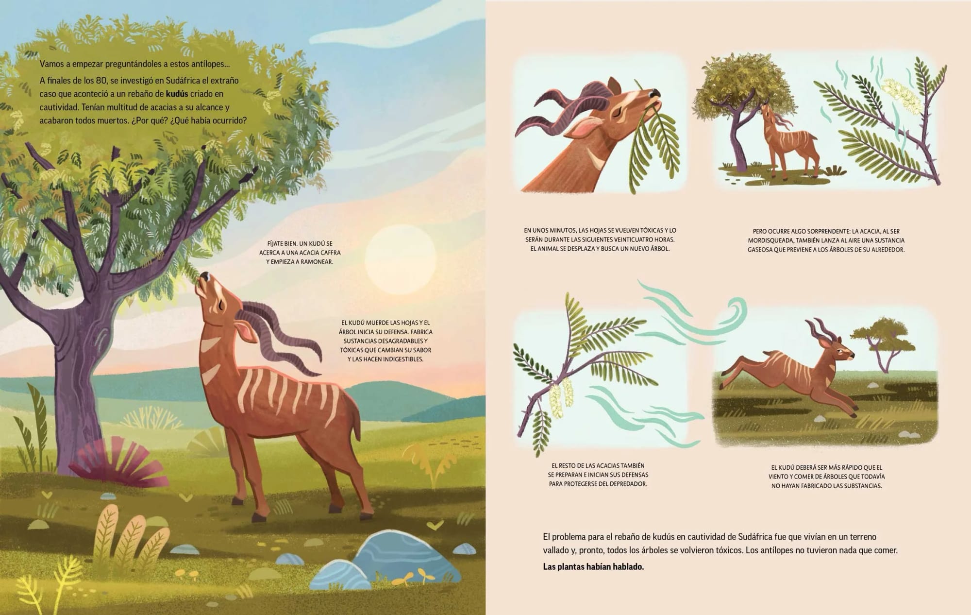 Illustration of a kudu antelope reaching up to a tree to eat acacia leaves, with other acacia trees and a grassy landscape in the background. The scene is set during sunrise or sunset with a colorful sky.