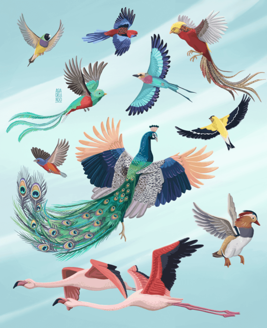 Illustration of various colorful birds including a peacock, flamingos, parrots, and other exotic bird species flying in the sky.
