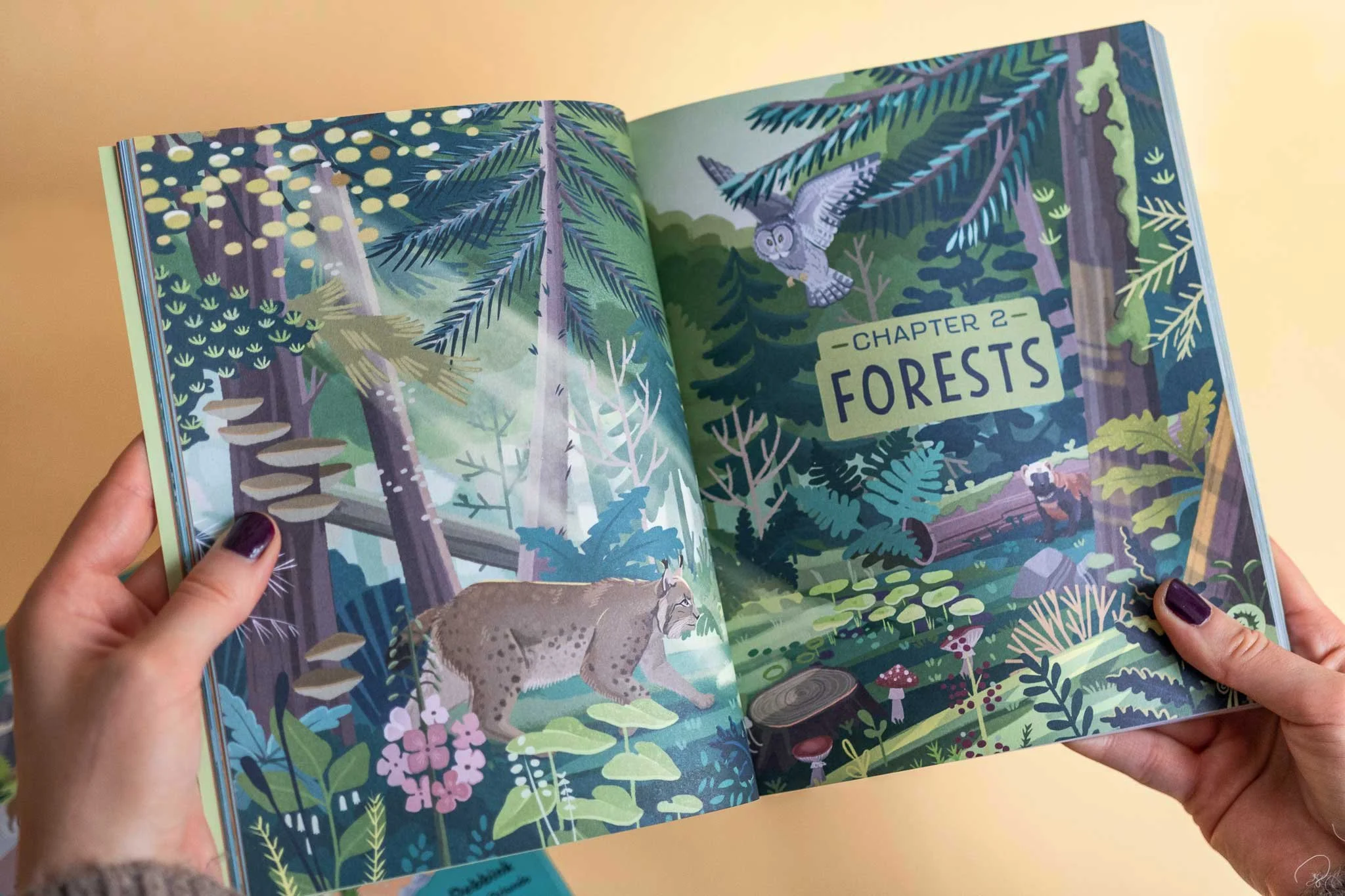 Open illustrated children's book showing a forest scene with trees, mushrooms, a mountain lion, an owl, and a raccoon. The page title reads 'Chapter 2: Forests'.